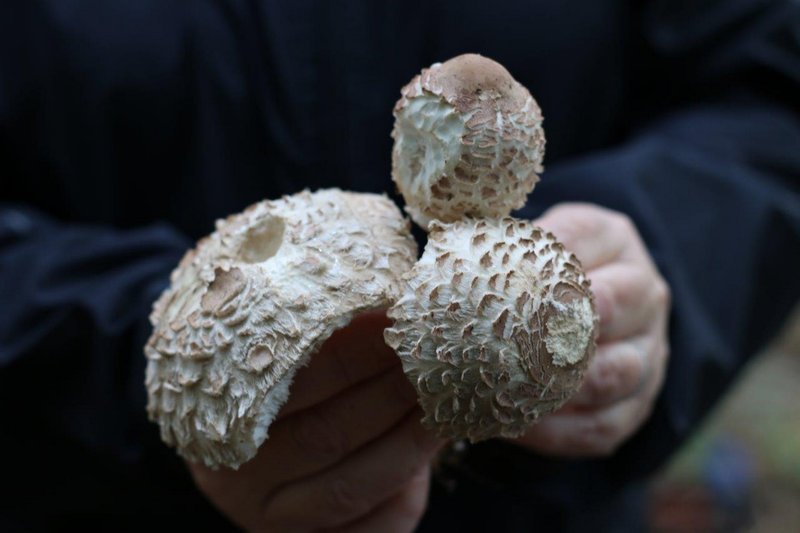 Lépiotes déguenillées